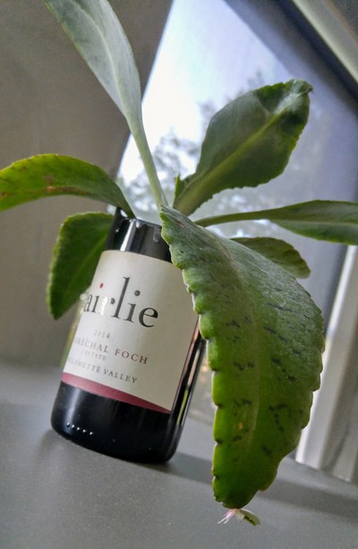 Image of a donkey ear plant, which is a type of succulent, in a wine bottle. 
