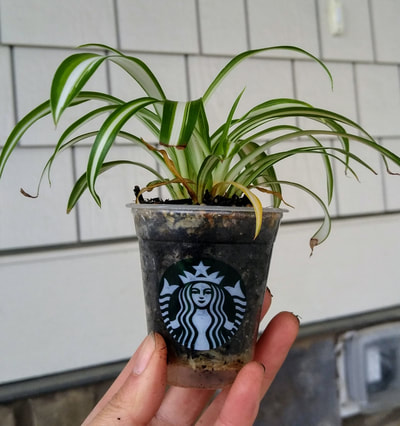 Image of a spider plant in a small plastic cup.